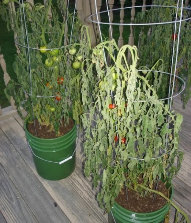 Best Tomatoes To Grow In Pots ﻿Grow Great Tomatoes Using Container Gardening Methods Image 120