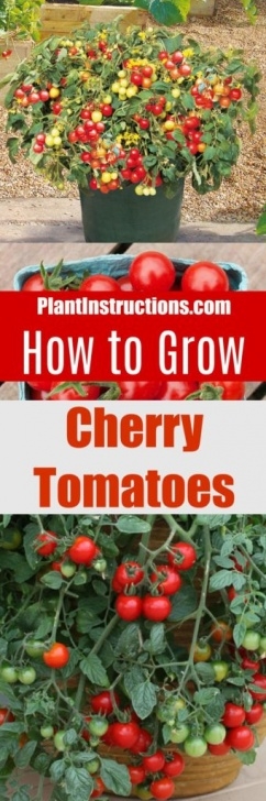 Best Tomatoes To Grow In Pots How To Grow Cherry Tomatoes In Pots - Plant Instructions Photo 253