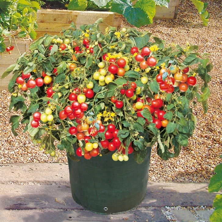 Best Tomatoes To Grow In Pots How To Grow Cherry Tomatoes In Pots - Plant Instructions Picture 086