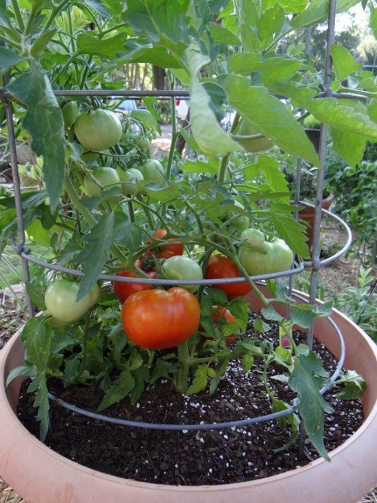 Best Tomatoes To Grow In Pots How To Grow Tomatoes In Hot Weather: Heatmaster Tomato Photo 213
