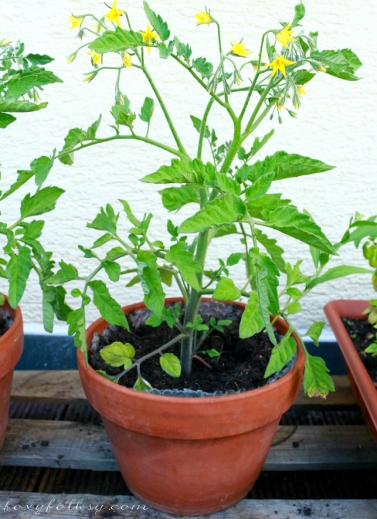 Best Tomatoes To Grow In Pots How To Grow Tomatoes In Pots | Foxy Folksy Picture 741