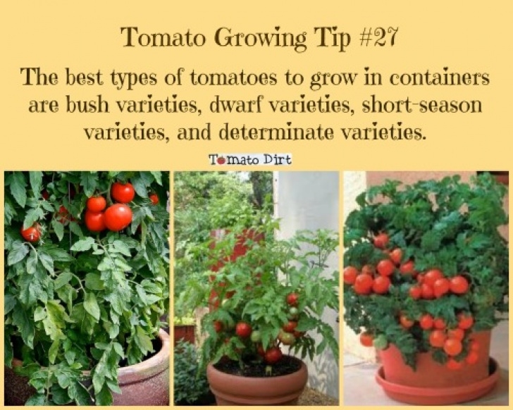Best Tomatoes To Grow In Pots [Tomato Dirt #100] 5 Tips For Planting Tomatoes In Pots Image 398