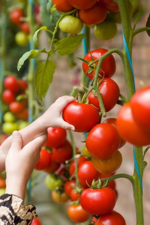 Best Tomatoes To Grow In Pots Tomato Type Breakdown: Top Picks For Home Growers | Veggie Image 440
