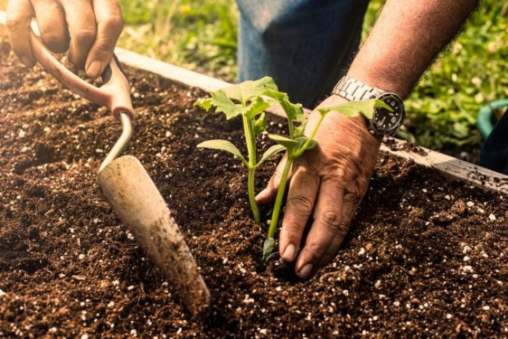 Best Topsoil For Vegetable Garden Best Soil For A Raised Bed Vegetable Garden | Lovetoknow Picture 374