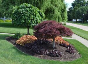 Best Trees For Small Backyard Stunning Front Yard Landscaping Ideas For Major Curb Picture 811