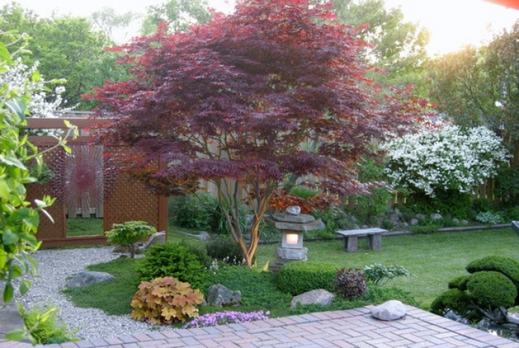 Best Trees For Small Yards 5 Best-Behaved Trees To Grace A Patio Picture 532