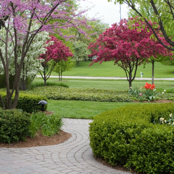 Best Trees For Small Yards Dwarf Ornamental Trees & Shade Trees For The Landscape Picture 257