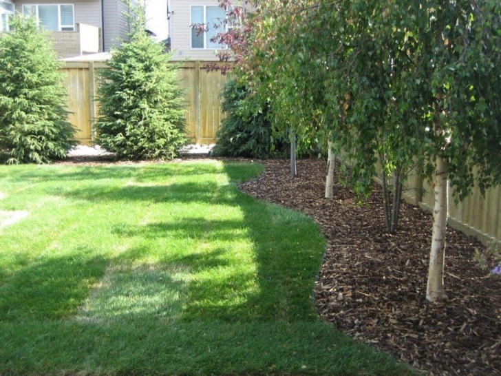 Best Trees For Small Yards Mesmerizing Backyard Privacy Trees 9 Small Backyard Photo 443