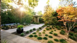 Best Trees For Small Yards The Best Small Trees For Every Type Of Small Yard And Picture 617