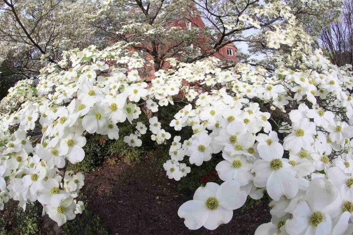 Best Trees For Small Yards The Top 10 Trees For A Small Yard Photo 214