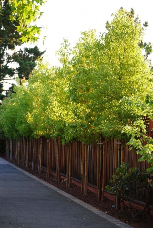 Best Trees For Small Yards Trees For Skinny Spaces / Design | Fiskars | Landscaping Picture 098