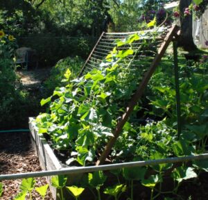 Best Trellis For Cucumbers Just Because It’s A Bed Spring Doesn’t Mean It Isn’t A Picture 858