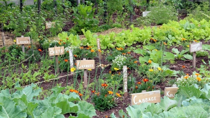 Best Vegetable Garden Layout How To Start A Vegetable Garden: 8 Steps To Success Picture 526