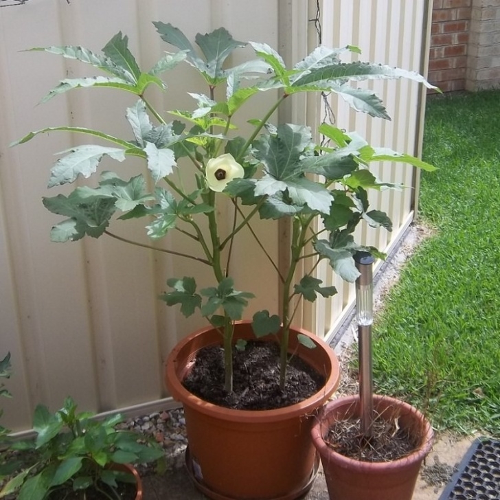 Best Vegetables For Pots Best Vegetables To Grow In Pots | Most Productive Image 272
