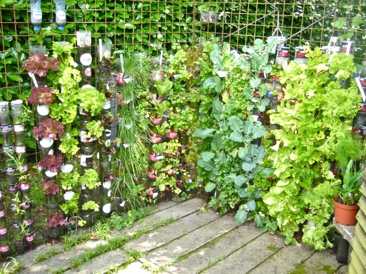 Best Vegetables For Pots Bottle Gardens – Container Gardening Image 776