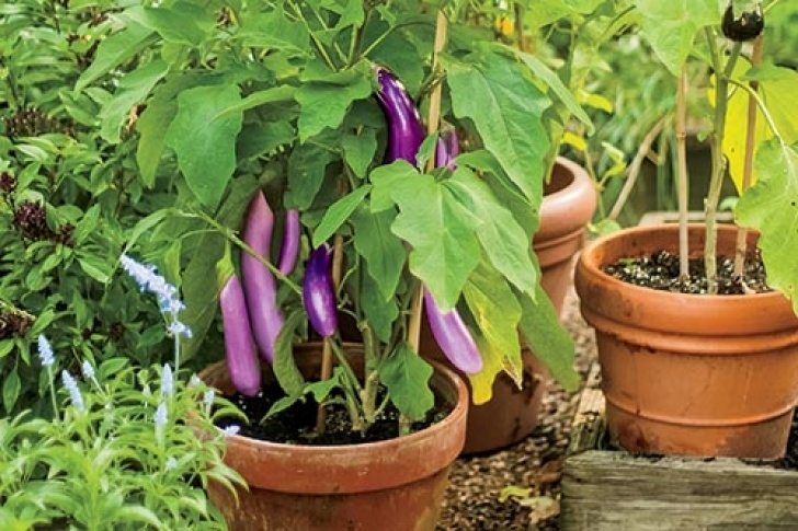 Best Vegetables For Pots Homegrown Groceries: Fruit And Vegetable Container Image 643
