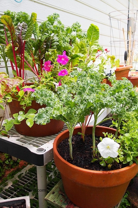Best Vegetables For Pots My Container Vegetable Garden Picture 037