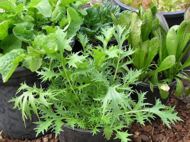 Best Vegetables For Pots Top 10 Vegetables To Grow In Pots - Gardendrum Picture 109