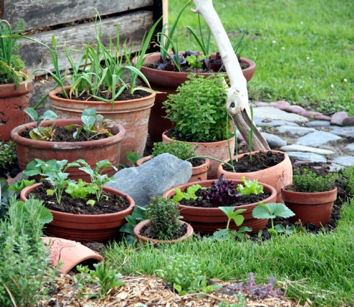 Best Vegetables For Pots Top 6 Plants To Start Growing In Containers This Weekend Photo 273