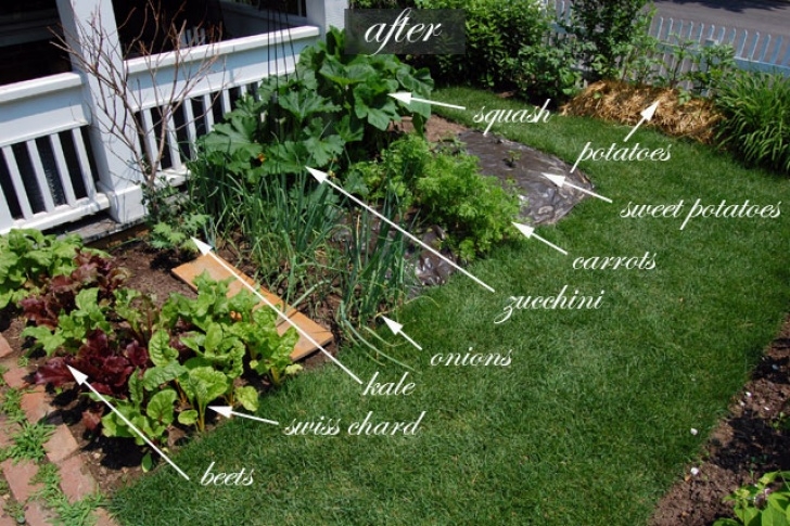 Best Vegetables For Small Garden Front Yard Vegetable Garden! One Month Update |The Art Of Image 568