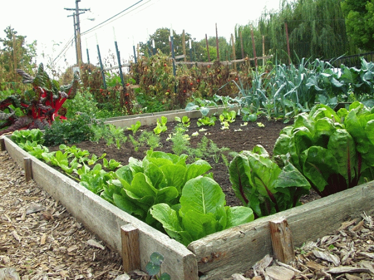 Best Vegetables For Small Garden Small Vegetable Garden – How To Make The Most Of Your Photo 358
