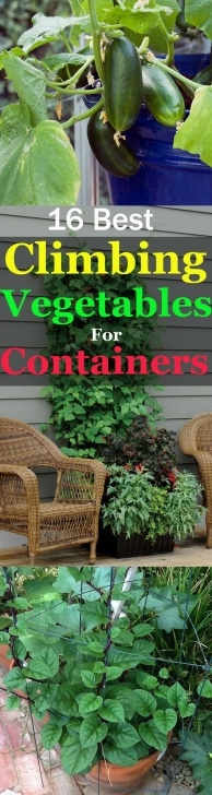 Best Vegetables For Vertical Gardening 17 Best Climbing And Vining Vegetables For Containers You Photo 981