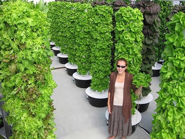 Best Vegetables For Vertical Gardening 20+ Vertical Vegetable Garden Ideas | Vertical Vegetable Image 676