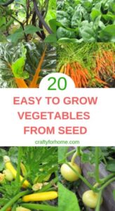 Best Vegetables To Grow 20 Easy To Grow Vegetables From Seed | Crafty For Home Photo 889 Best Vegetables To Grow 20 Easy To Grow Vegetables From Seed | Crafty For Home Photo 889