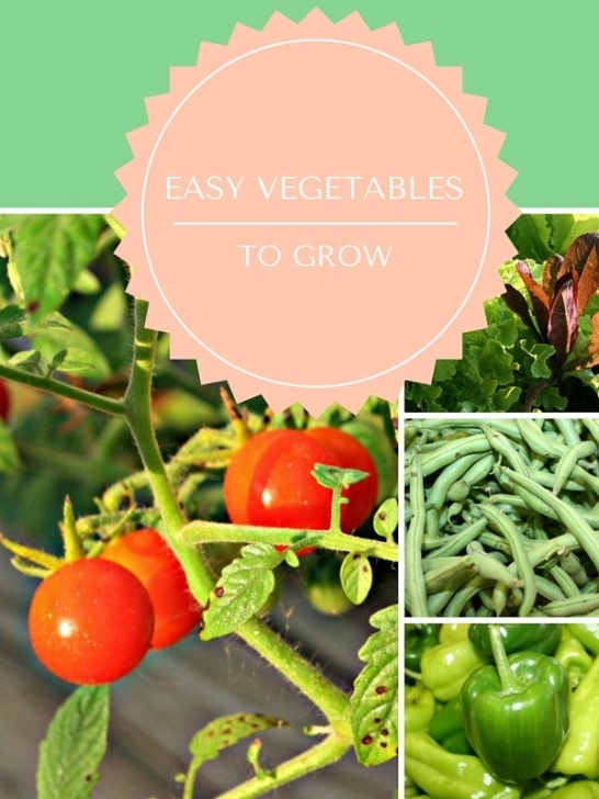 Best Vegetables To Grow At Home Four Easy Vegetables To Grow - Home Garden Joy Image 417