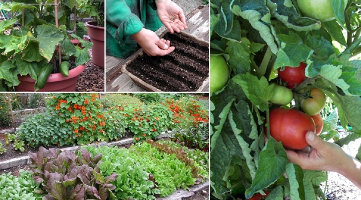 Best Vegetables To Grow At Home Home Vegetable Gardening For Beginners @ Ace Gardener Image 107
