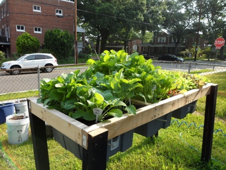 Best Vegetables To Grow At Home How To Grow Organic Vegetables At Home - Step By Step Guide Image 392
