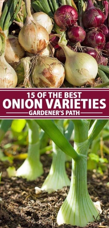 Best Vegetables To Grow At Home The Best Onion Cultivars To Grow At Home | Planting Photo 746