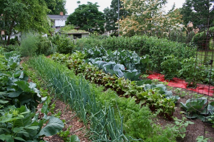 Best Vegetables To Grow At Home The Perfect Time To Prepare Spring Vegetable Gardens Image 273