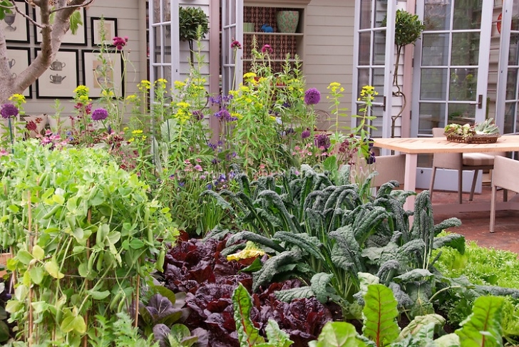 Best Vegetables To Grow At Home Vegetable Garden, House, Patio | Plant &amp; Flower Stock Photo 894