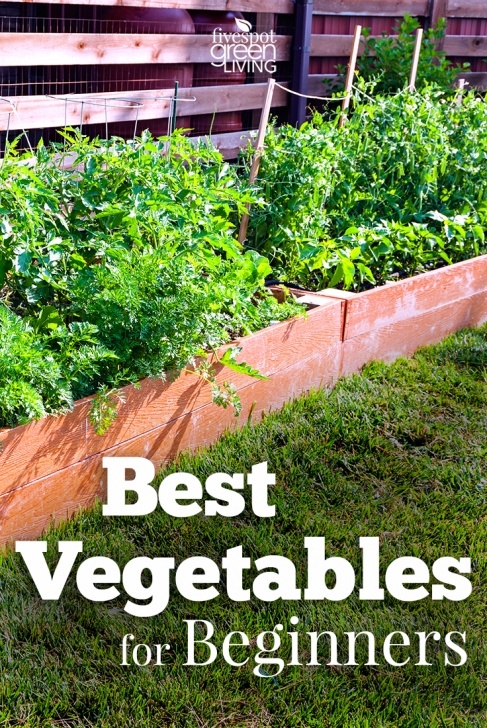 Best Vegetables To Grow Best Vegetables For Beginner Gardeners - Five Spot Green Image 660
