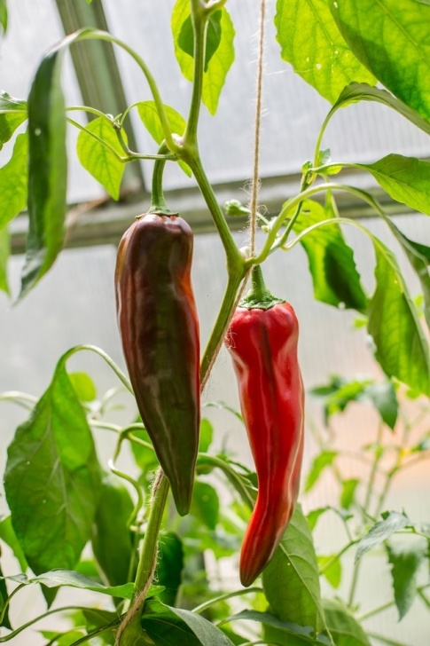 Best Vegetables To Grow Best Vegetables To Grow In Pots | Hunker Photo 460