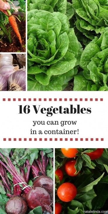 Best Vegetables To Grow In Containers 16 Vegetables That Grow In Containers - Natalie Linda Image 237