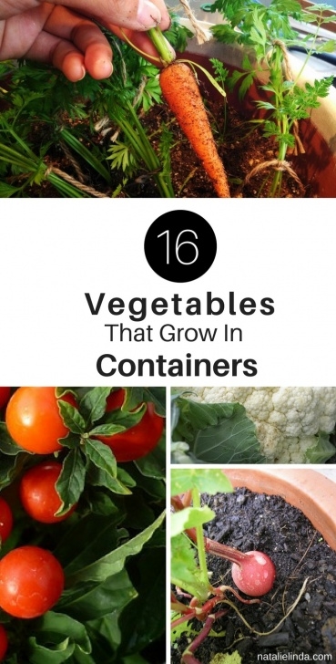 Best Vegetables To Grow In Containers 16 Vegetables That Grow In Containers - Natalie Linda Image 711