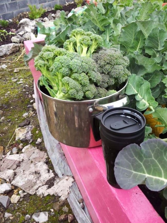 Best Vegetables To Grow In Containers 25 Best Veggies To Grow In Pots : Ways To Grow Vegetables Picture 013