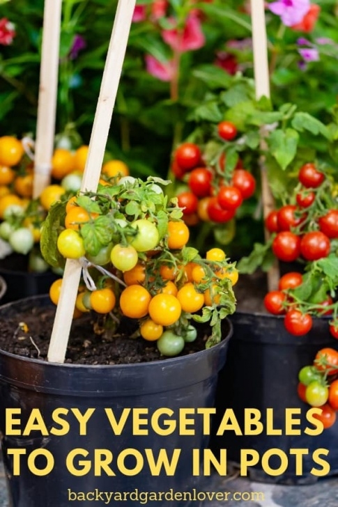 Best Vegetables To Grow In Containers Easy Vegetables To Grow In Pots - Great For Small Spaces Picture 086