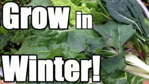 Best Vegetables To Grow In Greenhouse 8 Keys To Growing In Winter In An Unheated Greenhouse Picture 585 Best Vegetables To Grow In Greenhouse 8 Keys To Growing In Winter In An Unheated Greenhouse Picture 585