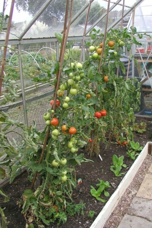 Best Vegetables To Grow In Greenhouse Best Tomatoes For Greenhouse Growing | Greenhouse Farming Picture 503