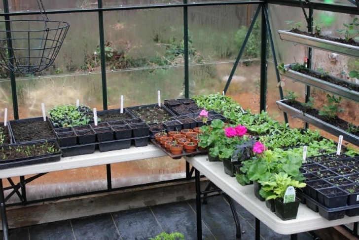 Best Vegetables To Grow In Greenhouse Growing Vegetables In A Greenhouse – Early April Pictures Image 535