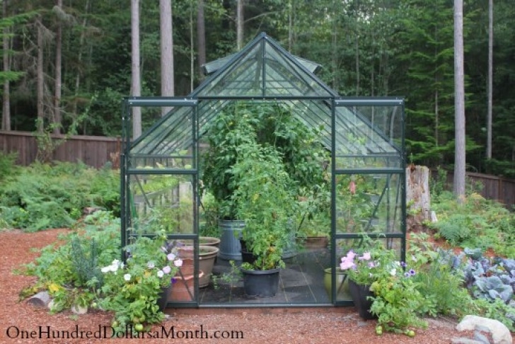 Best Vegetables To Grow In Greenhouse Growing Vegetables In A Greenhouse - Sugar Snap Peas - One Image 558