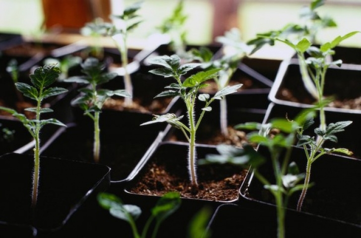 Best Vegetables To Grow In Greenhouse How To Grow A Greenhouse Vegetable Garden | Home Guides Image 218