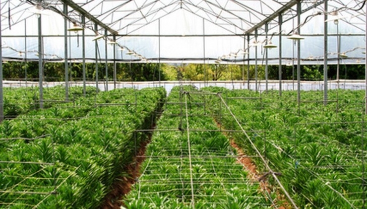 Best Vegetables To Grow In Greenhouse How To Grow Greenhouse Vegetables For Profit | Bizfluent Image 965