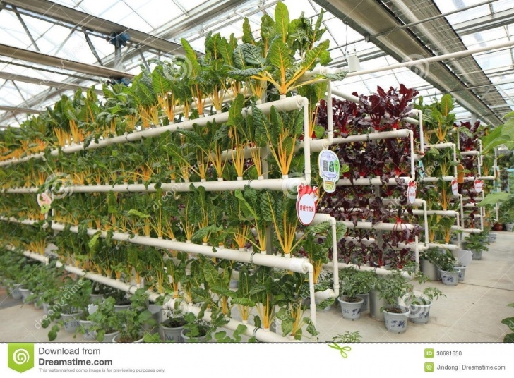Best Vegetables To Grow In Greenhouse Soilless Cultivation Vegetables - Download From Over 29 Photo 553