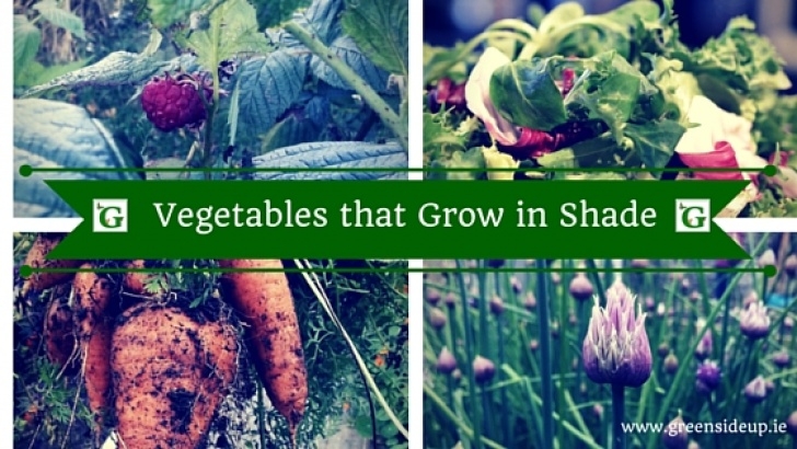 Best Vegetables To Grow In Shade Best Fruit And Vegetables That Grow In Shade | Greenside Picture 005