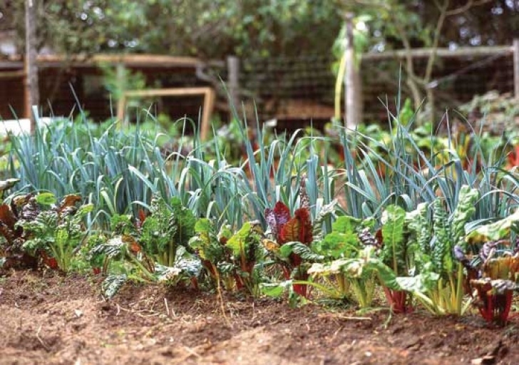 Best Vegetables To Grow In Shade Best Vegetables That Grow In Shade - Farm And Garden Image 206