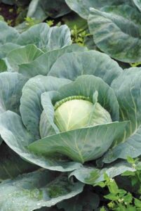 Best Vegetables To Grow In Shade Best Vegetables That Grow In Shade - Farm And Garden Image 522